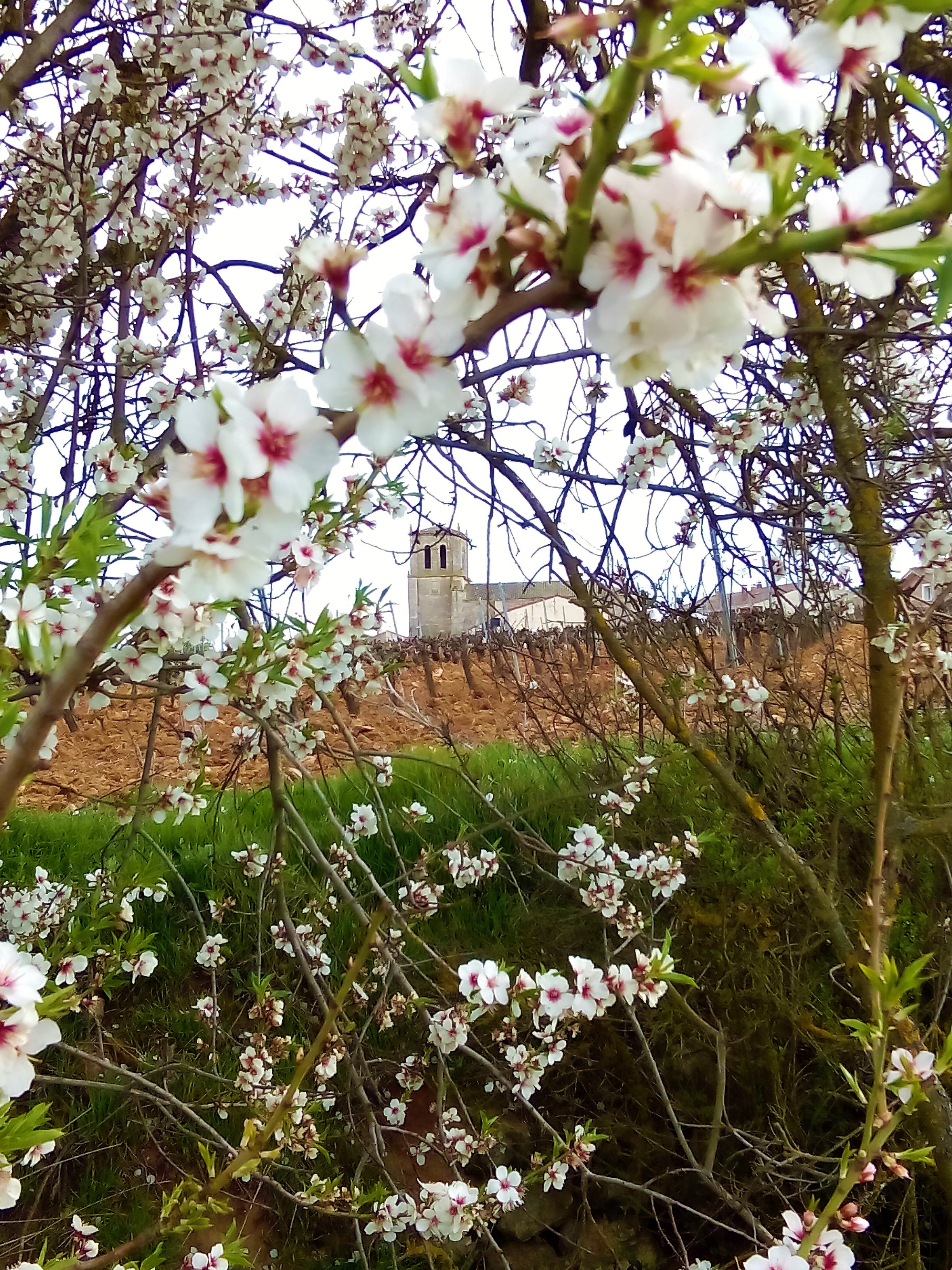 Flor de primavera