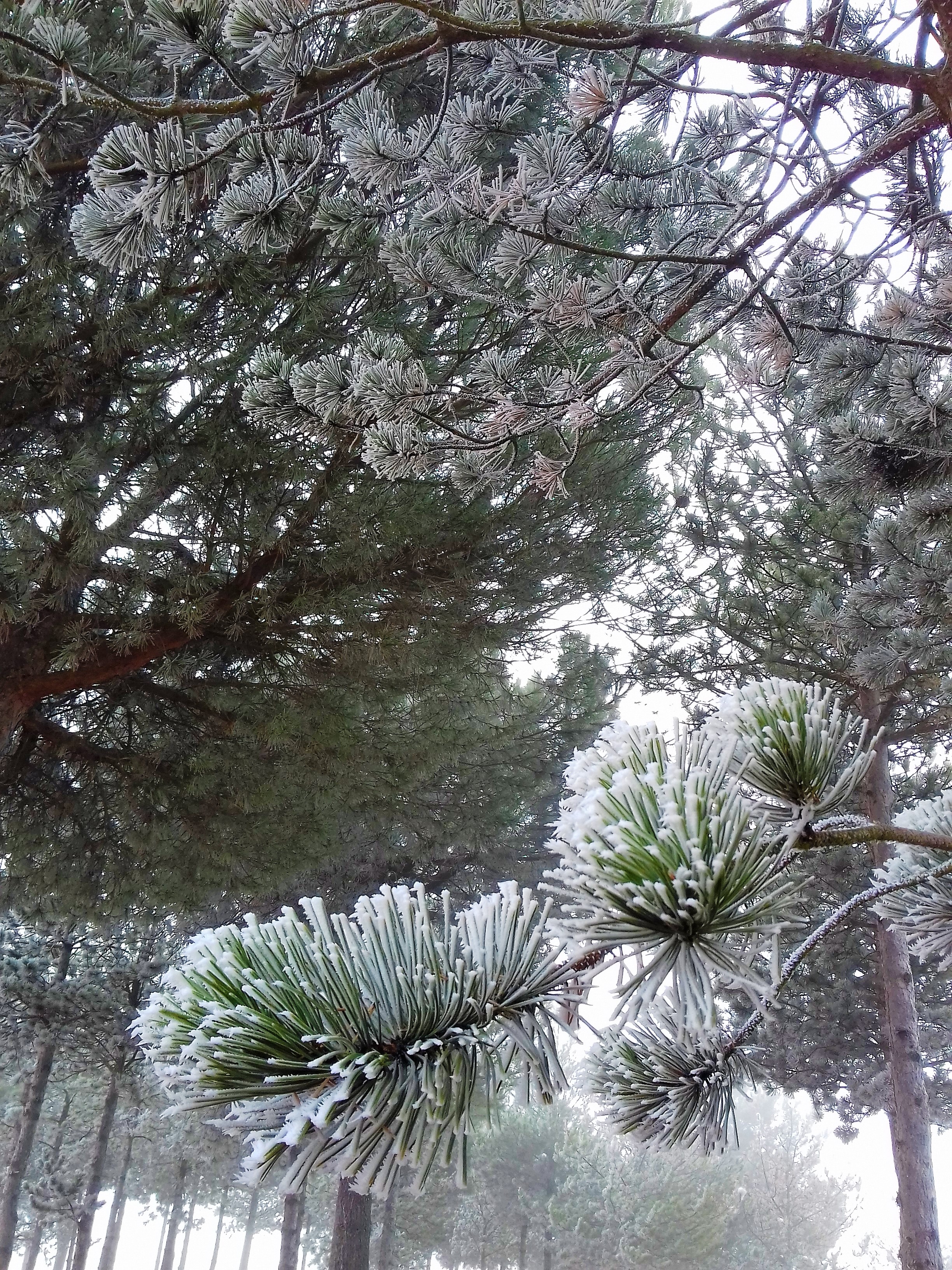 Pinares en la nieve